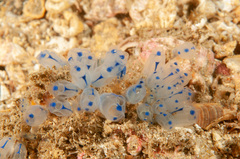 Clavelina australis