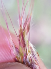 Ischaemum koleostachys