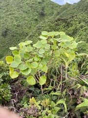 Cheirodendron platyphyllum
