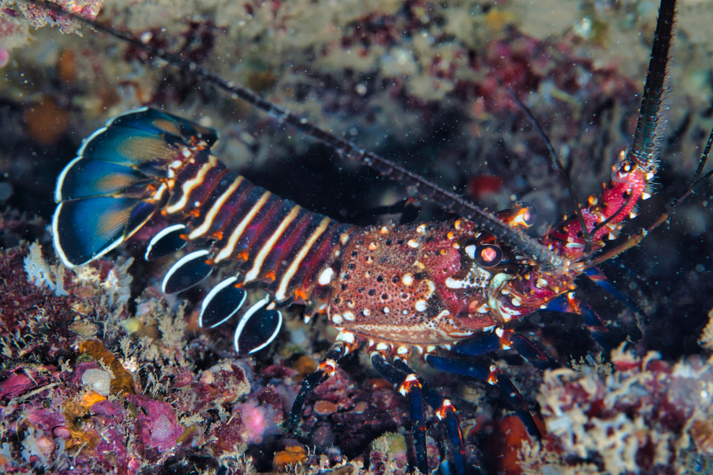 Banded Spiny Lobster