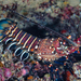 Banded Spiny Lobster - Photo (c) David R, some rights reserved (CC BY-NC), uploaded by David R