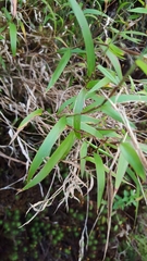 Ischaemum koleostachys