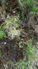 Ischaemum koleostachys