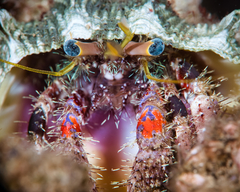 Dardanus sanguinocarpus