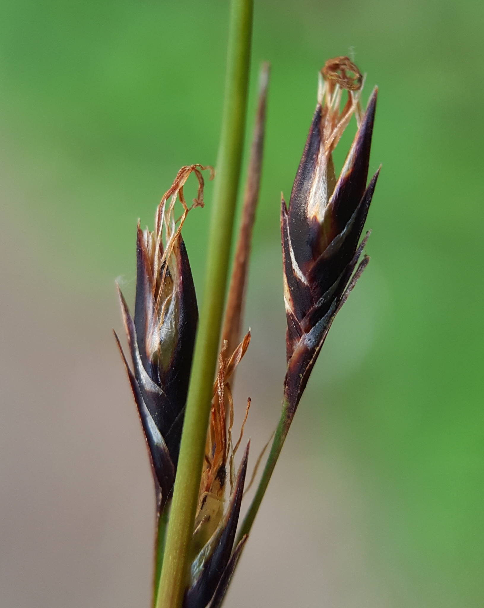 (c) François Rousseu, certains droits réservés (CC BY-NC) https://www.inaturalist.org/observations/99185856