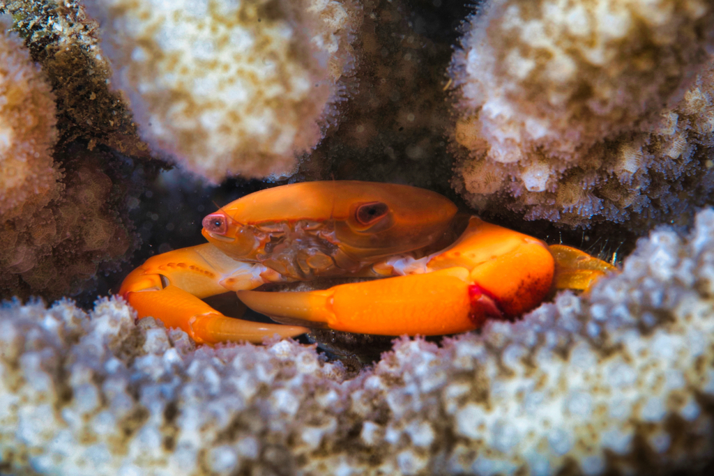 Cots Preditors Rusty Guard Crab (CoTS Predators) · iNaturalist