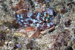 Sebastapistes coniorta