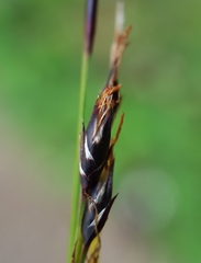 Costularia melicoides