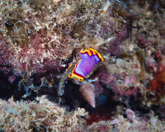 Pseudoceros ferrugineus