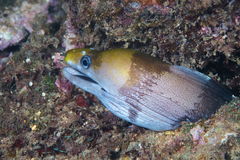 Gymnothorax rueppelliae
