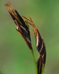 Costularia melicoides