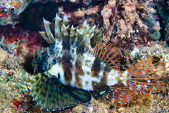 Dendrochirus barberi