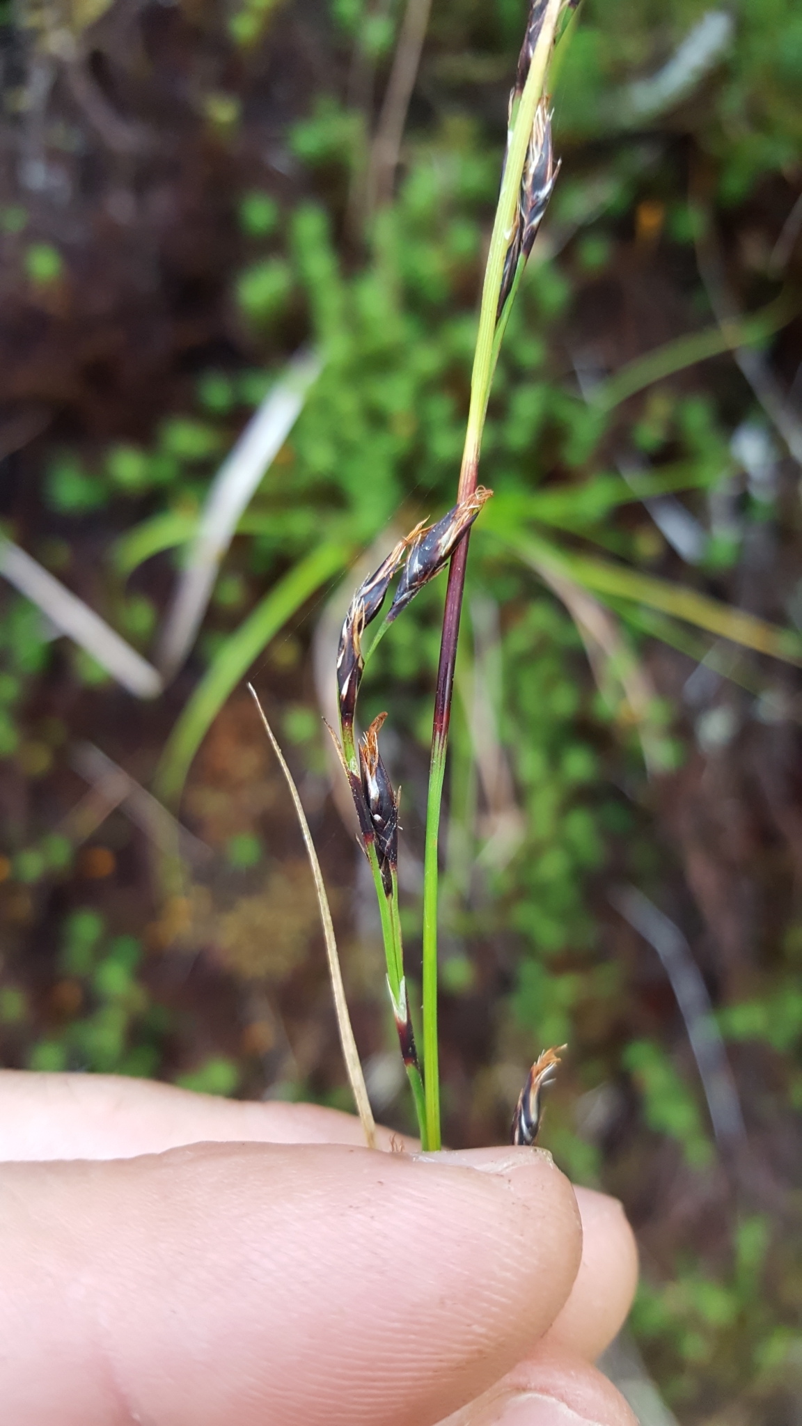 (c) François Rousseu, certains droits réservés (CC BY-NC) https://www.inaturalist.org/observations/99185856