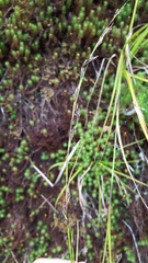 Costularia melicoides