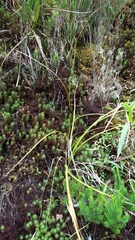 Costularia melicoides