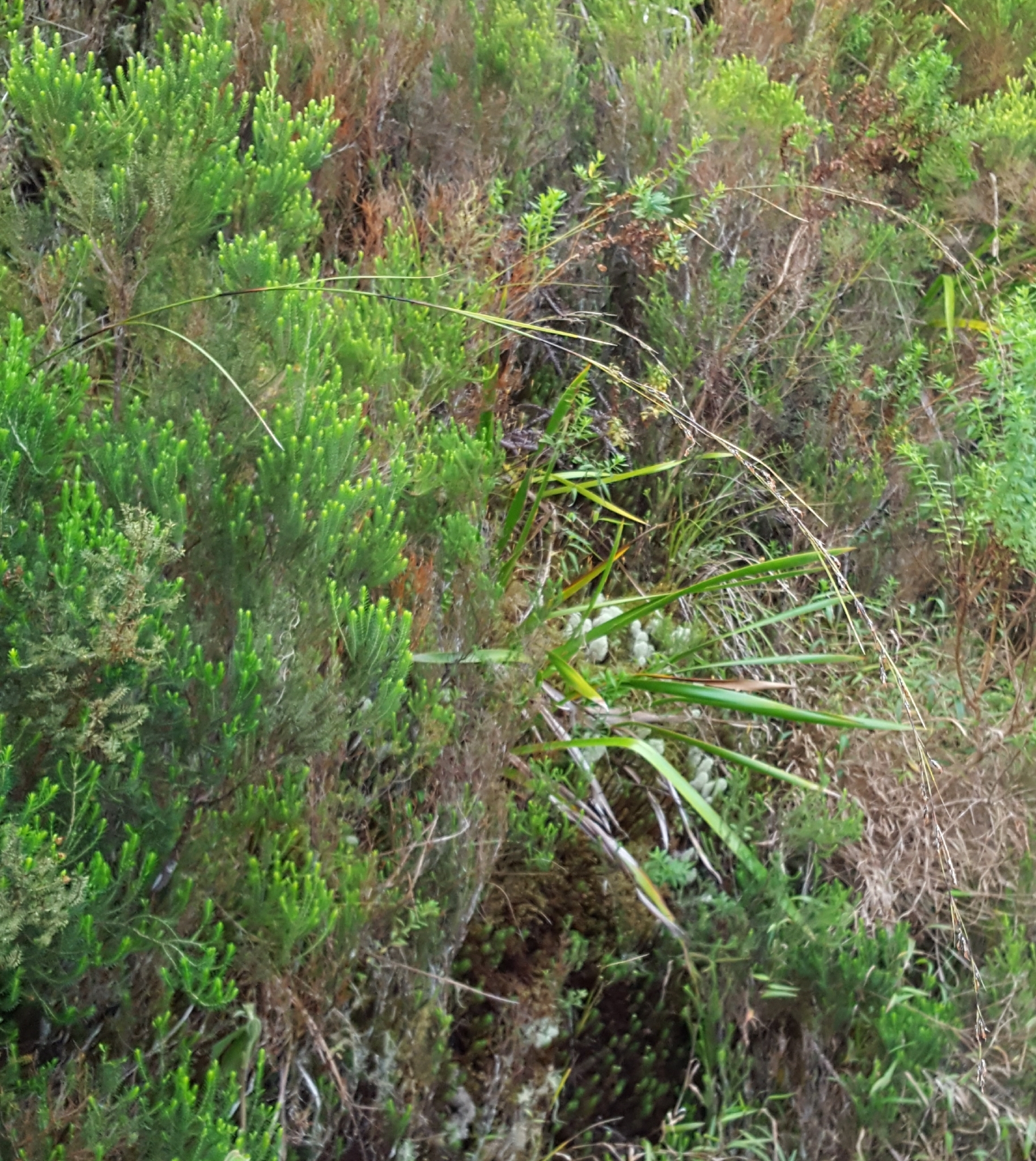 (c) François Rousseu, certains droits réservés (CC BY-NC) https://www.inaturalist.org/observations/99185856
