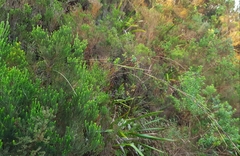 Costularia melicoides