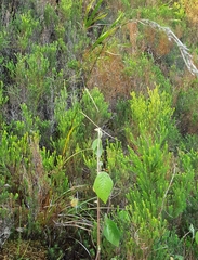 Costularia melicoides