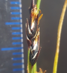 Costularia melicoides