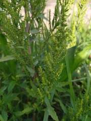 Dysphania ambrosioides