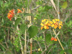 Lantana camara