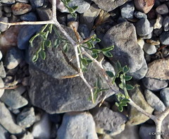 Psorothamnus arborescens minutifolius