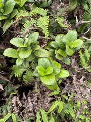 Kadua munroi