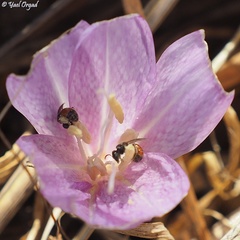 Lasioglossum pseudosphecodimorphum