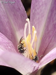 Lasioglossum pseudosphecodimorphum