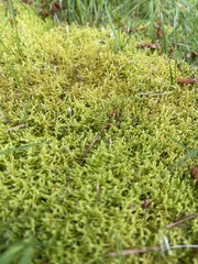 Thuidiopsis