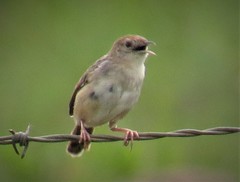 Cisticola lais