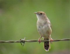 Cisticola lais