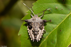 Heteroptera