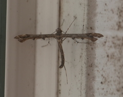 Amblyptilia punctidactyla