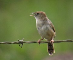 Cisticola lais