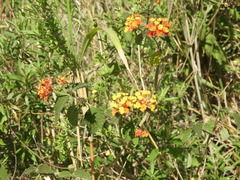 Lantana camara