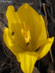 Lasioglossum pseudosphecodimorphum