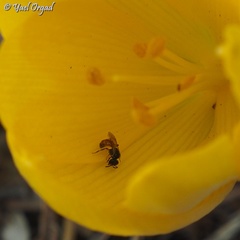 Lasioglossum pseudosphecodimorphum