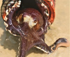 Octopodoidea