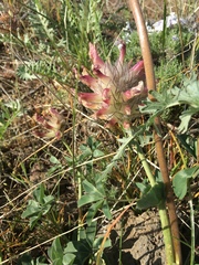 Trifolium macrocephalum