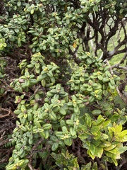 Metrosideros rugosa