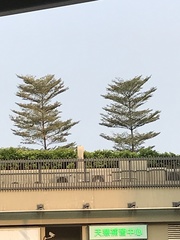 Araucaria heterophylla