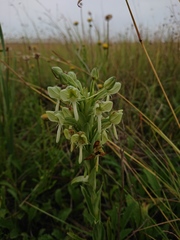 Habenaria epipactidea
