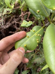 Melicope clusiifolia