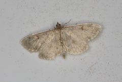 Anania perlucidalis