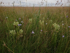 Habenaria epipactidea