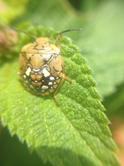 Chinavia marginata