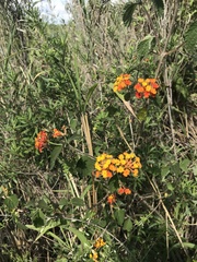 Lantana camara