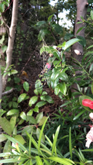 Trichonephila clavata