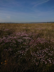 Nerine gracilis
